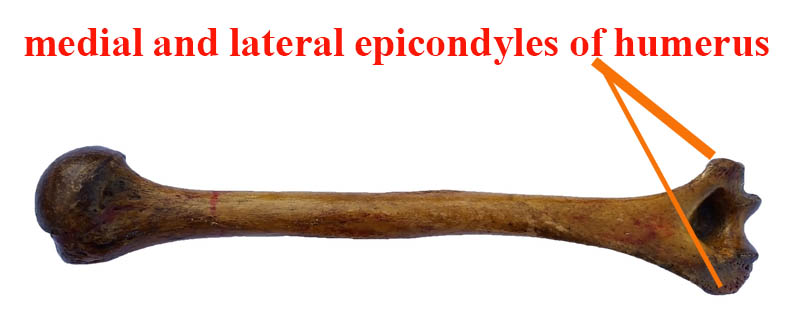 medial and lateral epicondyles of humerus
